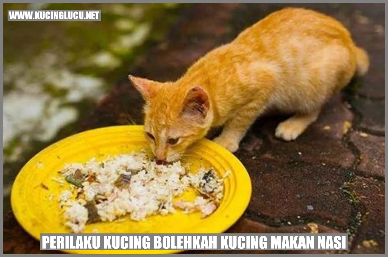 Kucing dan nasi