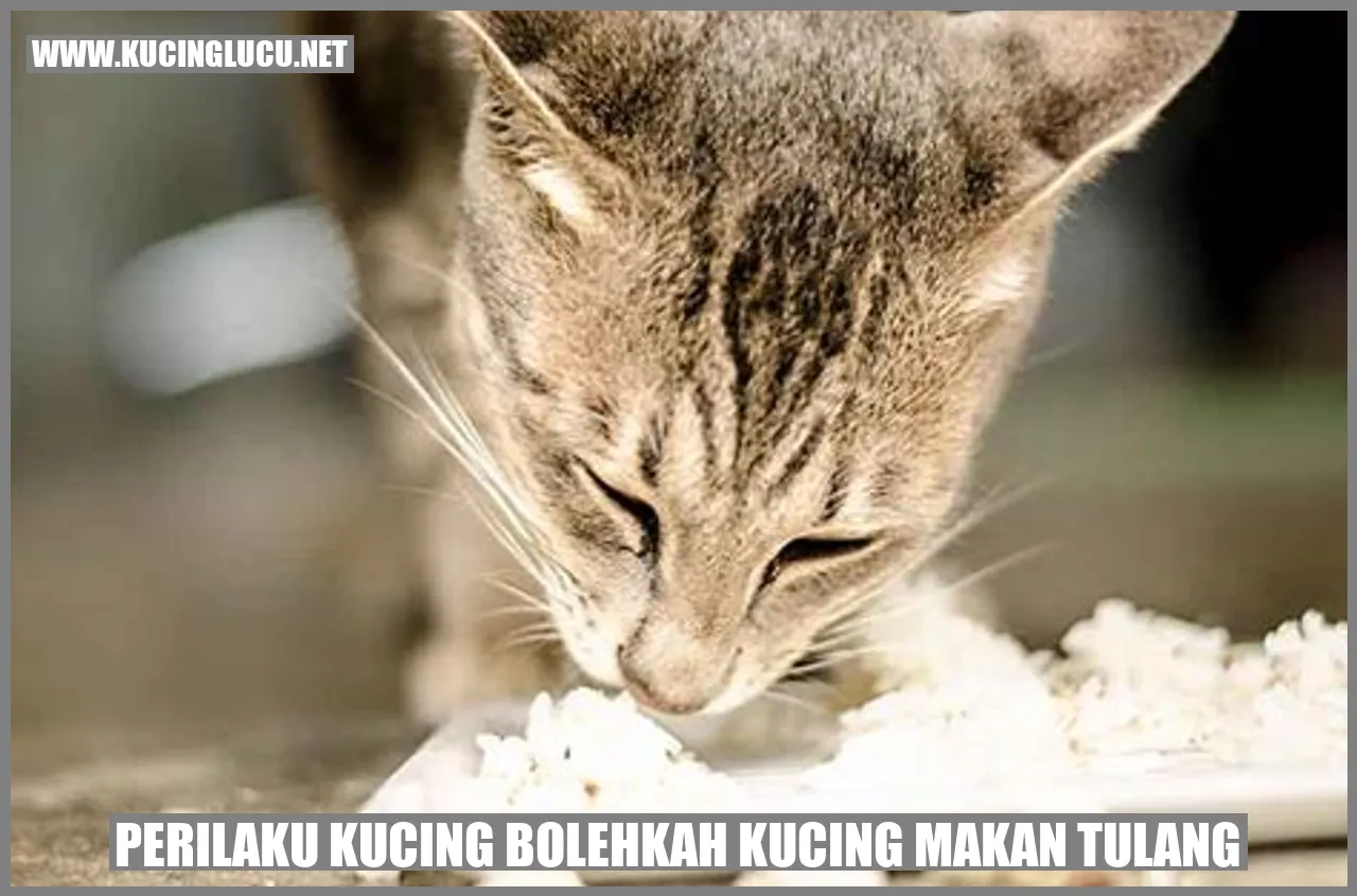 Perilaku Kucing: Bolehkah Kucing Memakan Tulang?