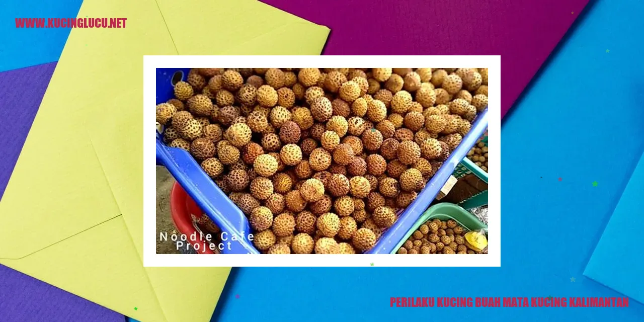 Kucing Buah Mata Kucing Kalimantan
