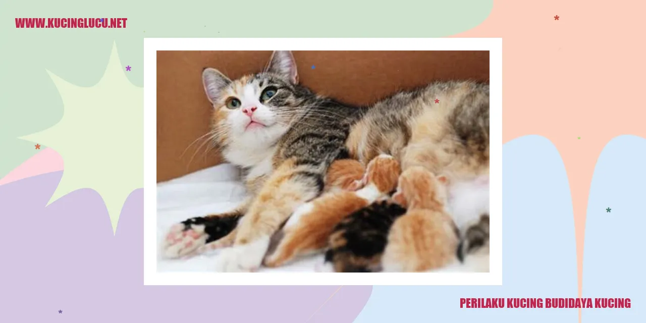 Kucing mengelilingi mainannya