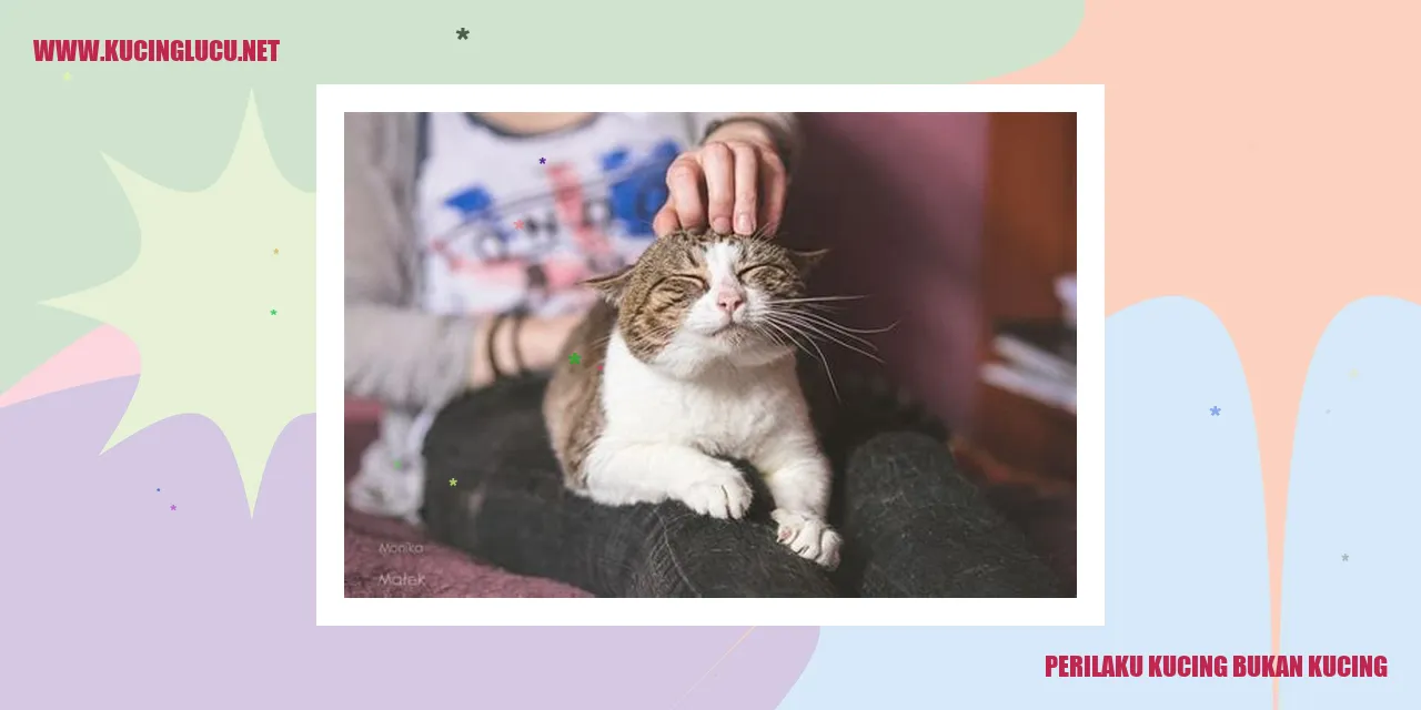 Perilaku Kucing bukan kucing