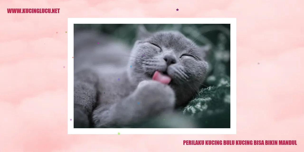 Perilaku Kucing Bulu Kucing Bisa Bikin Mandul