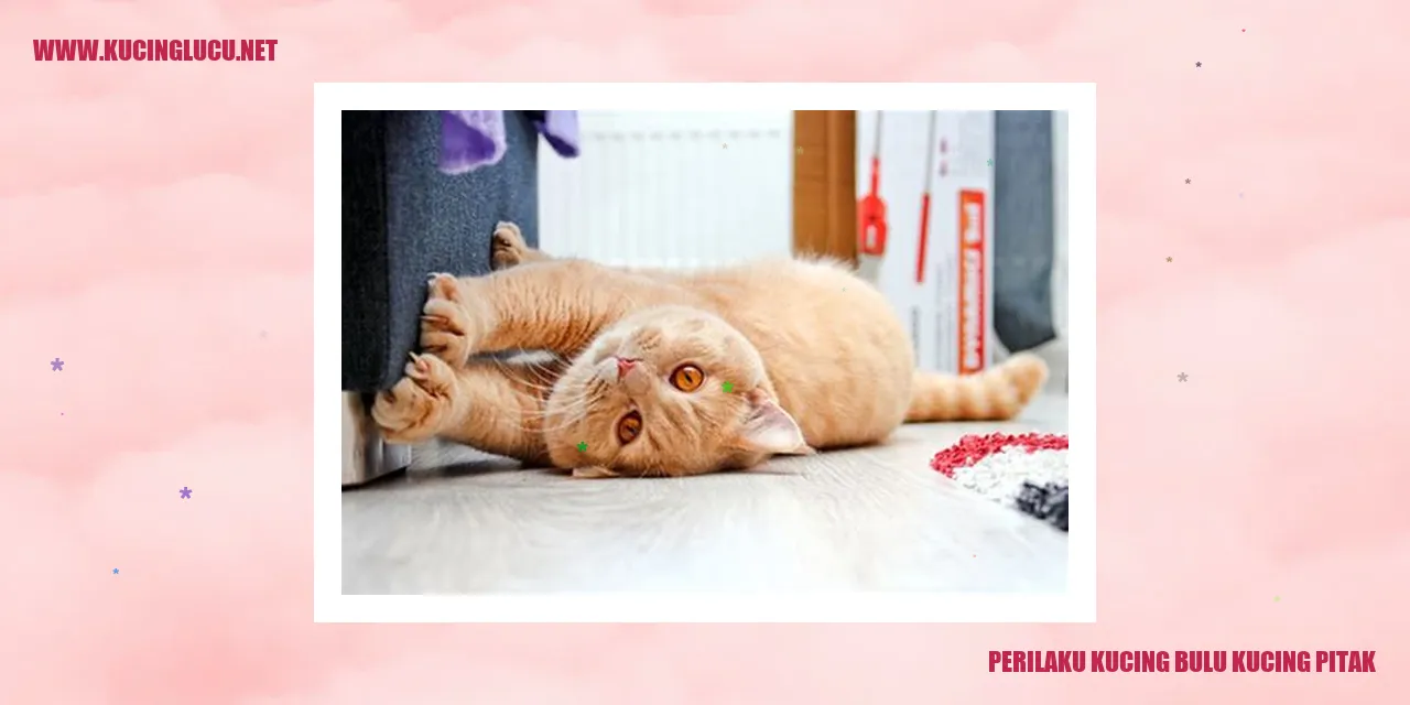 Kucing Bulu Kucing Pitak