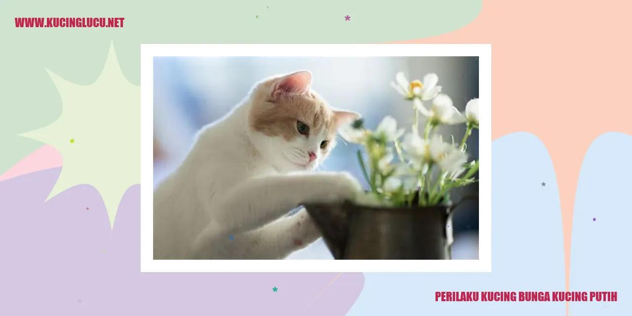 Perilaku Kucing Bunga Kucing Putih