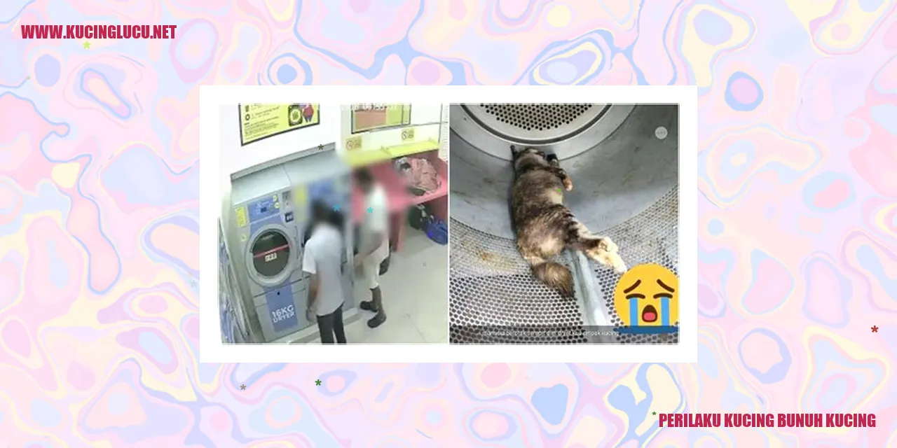 Perilaku Kucing Bunuh Kucing
