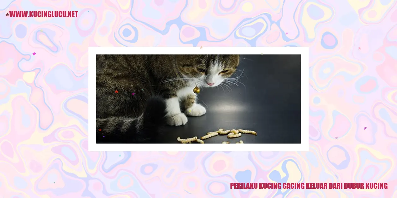 Gambar seekor kucing
