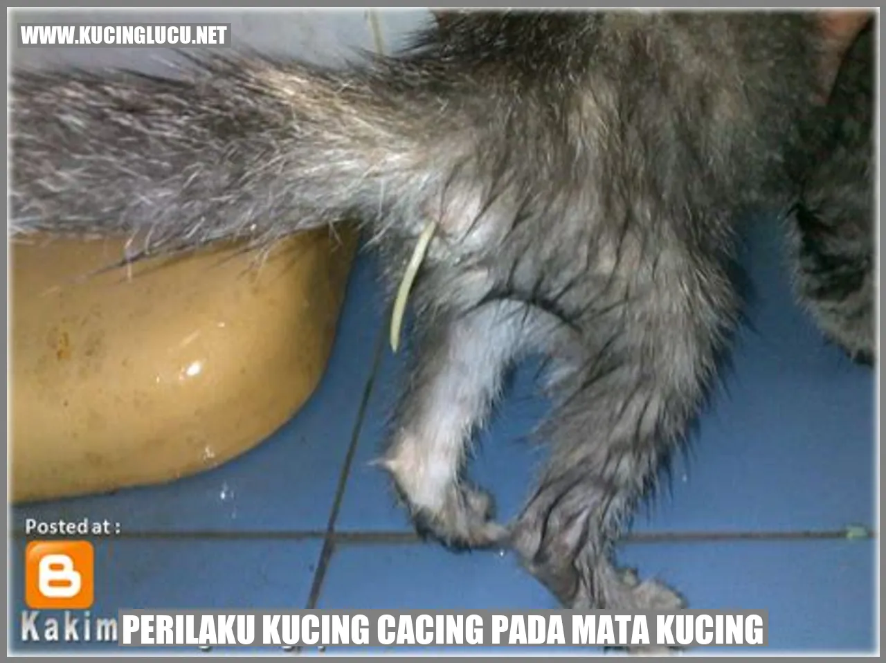 Perilaku Kucing Terinfeksi Cacing pada Mata Kucing