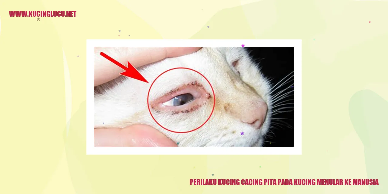 Gambar infeksi cacing pita pada kucing
