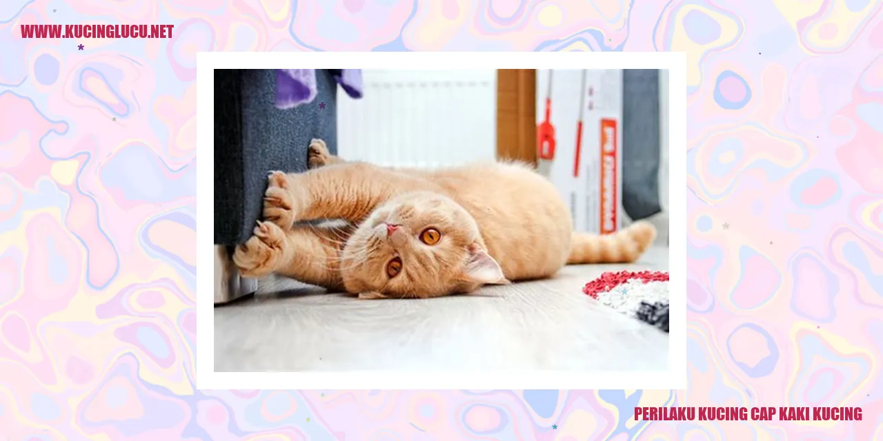 Perilaku Kucing Cap Kaki Kucing