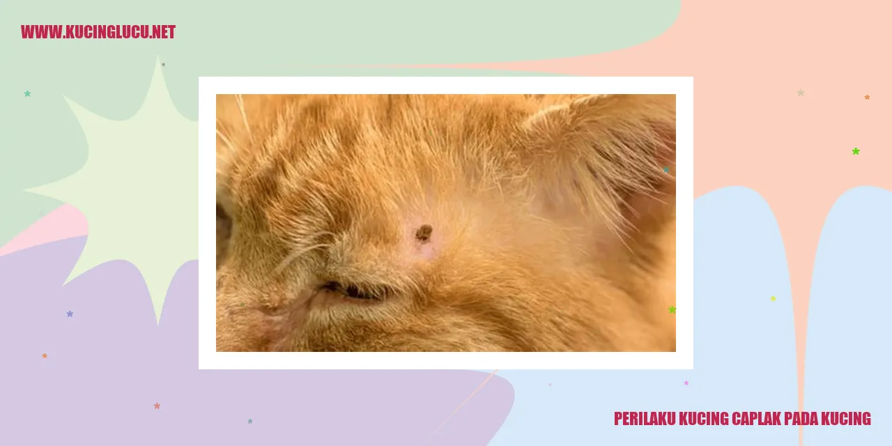 Perilaku Kucing Caplak pada Kucing