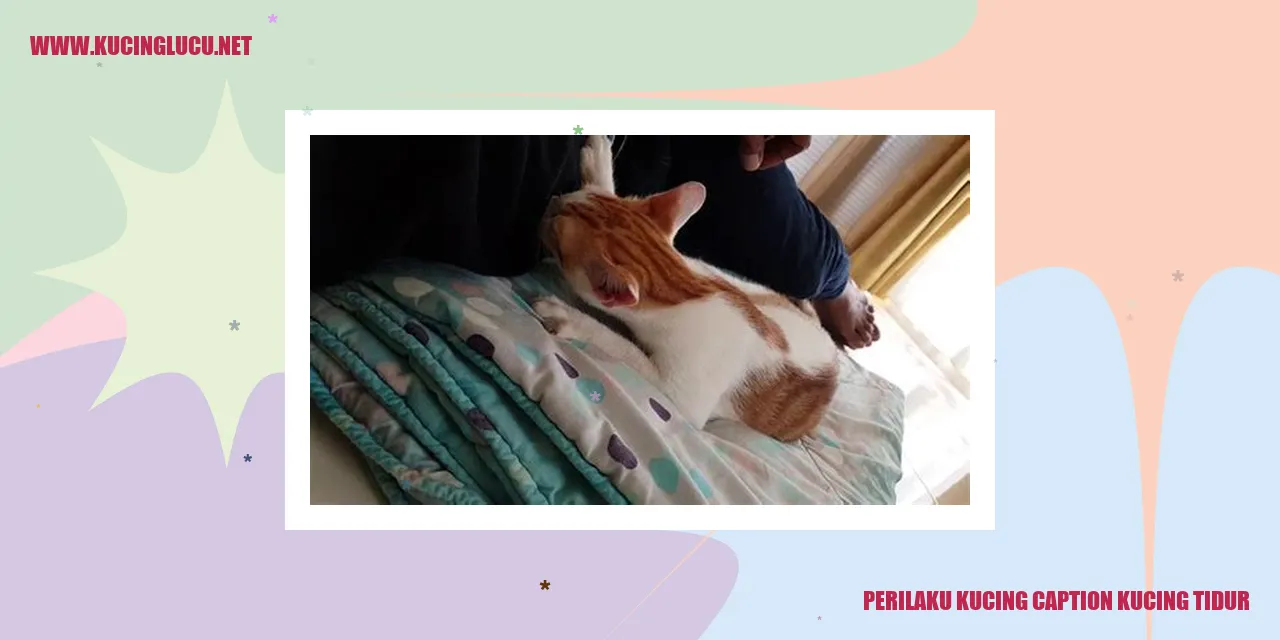 Kucing Tidur