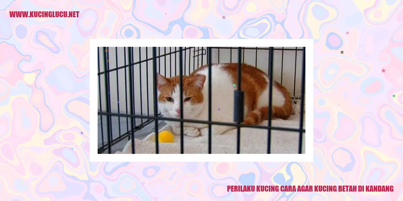 Kucing Betah di Kandang