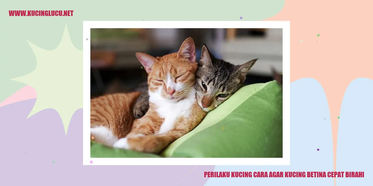 Perilaku Kucing