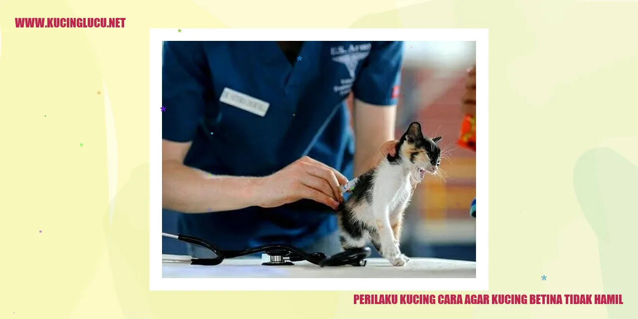 Perilaku Kucing cara agar kucing betina tidak hamil