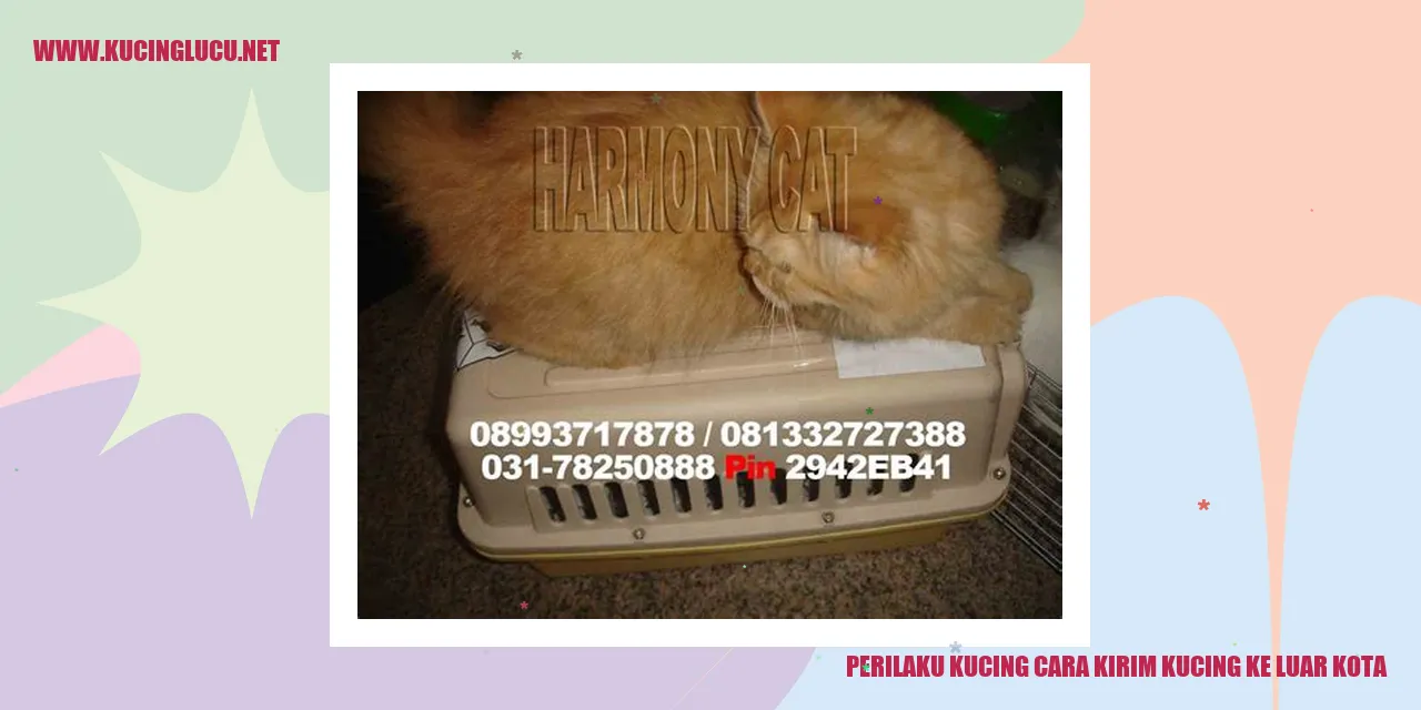 Kucing Jalan-jalan