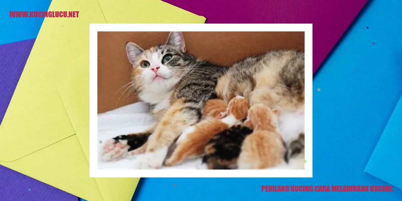 Perilaku Kucing Menjelang Melahirkan