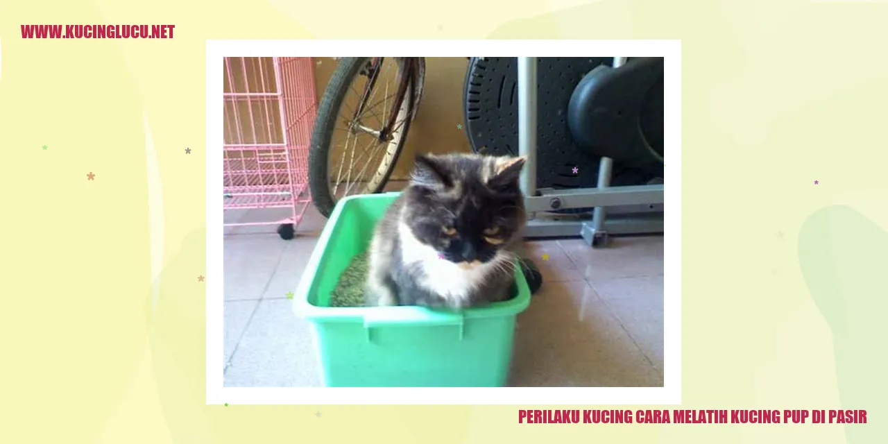 Kucing di pasir