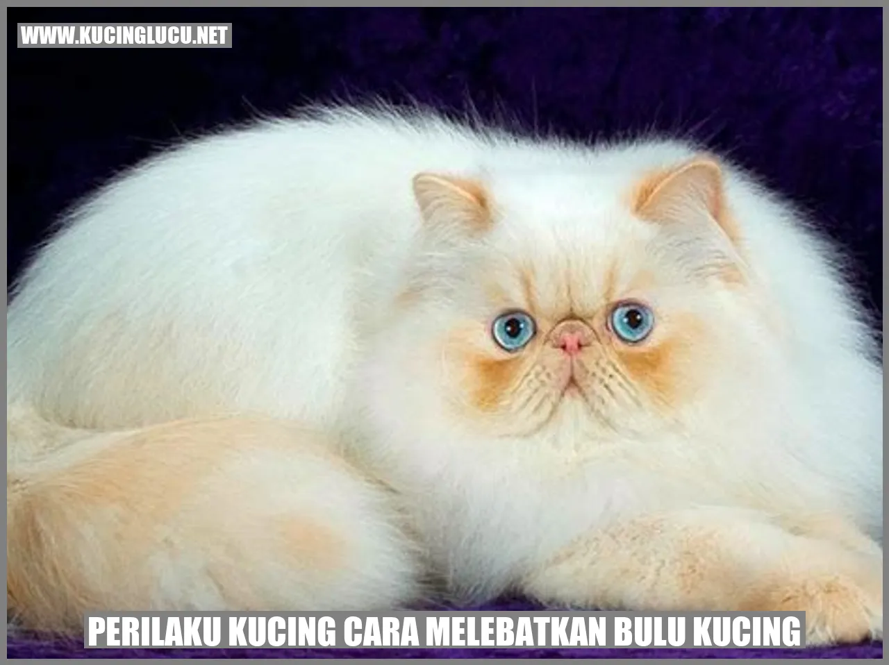Perilaku Kucing