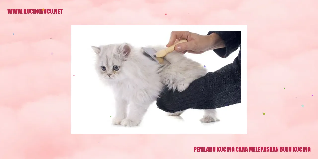 Perilaku Kucing Cara Melepaskan Bulu Kucing