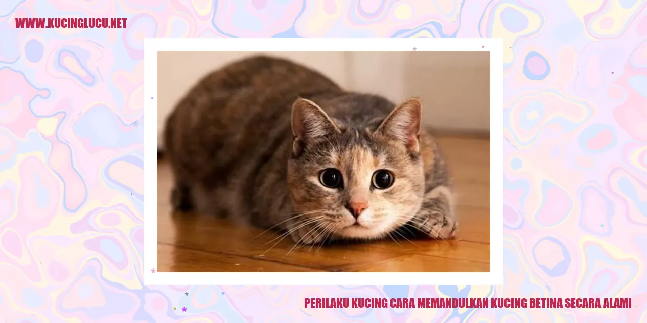 Perilaku Kucing cara memandulkan kucing betina secara alami