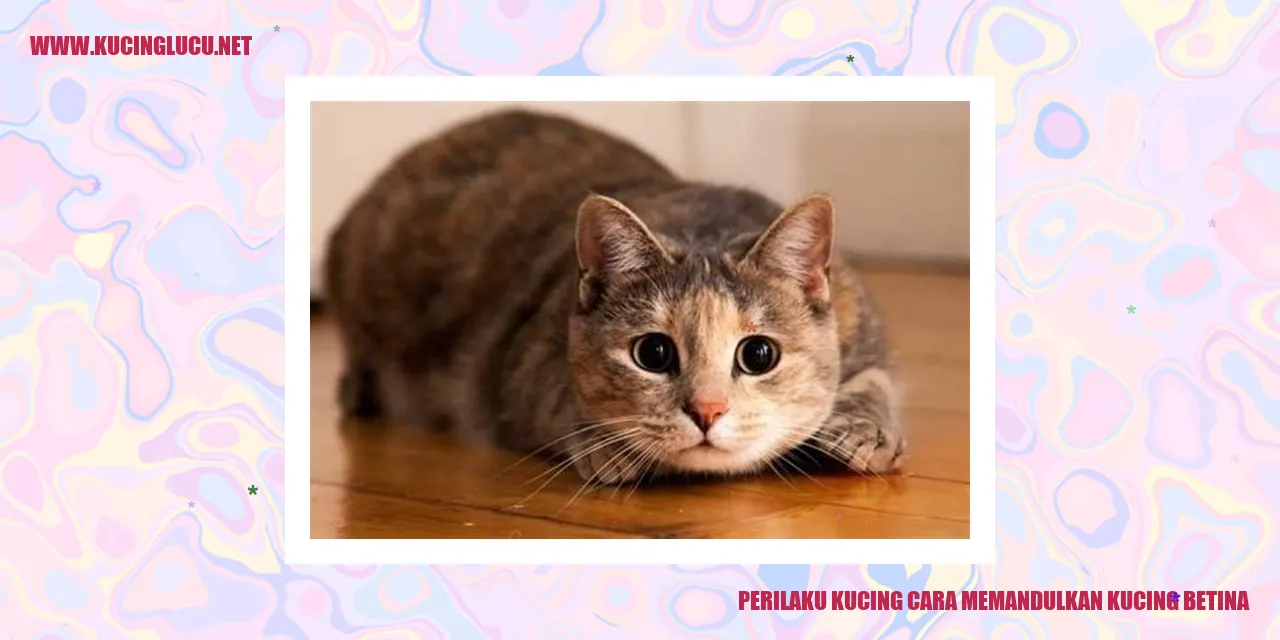 Perilaku Kucing cara memandulkan kucing betina