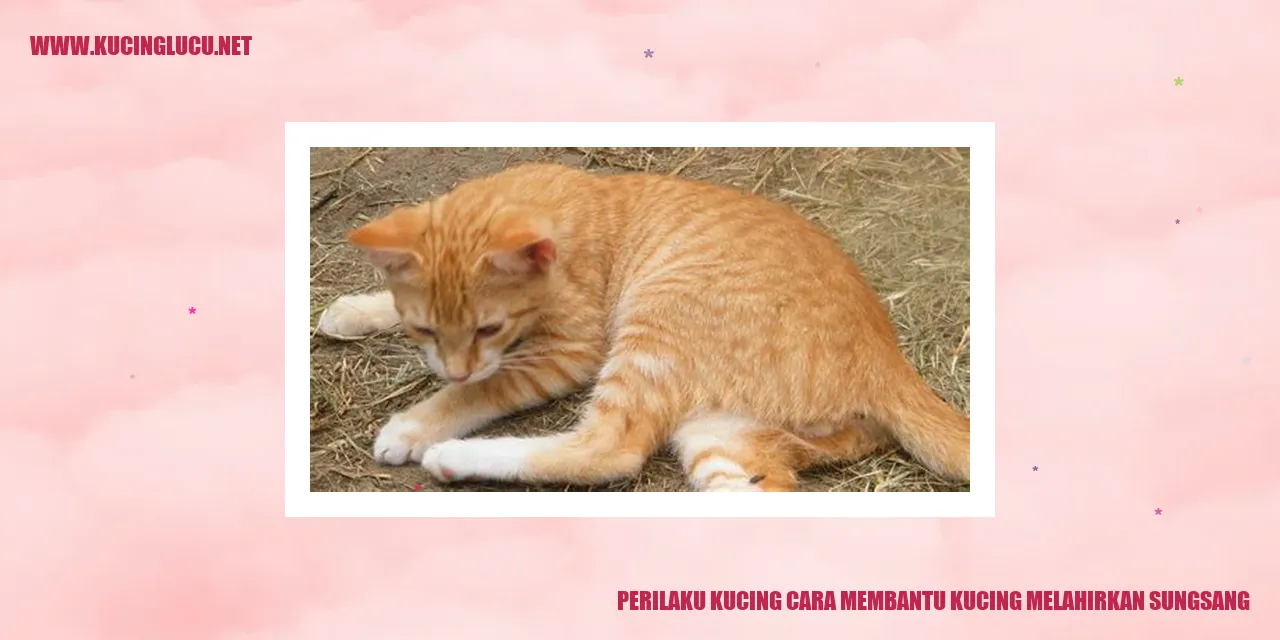 Perilaku Kucing cara membantu kucing melahirkan sungsang