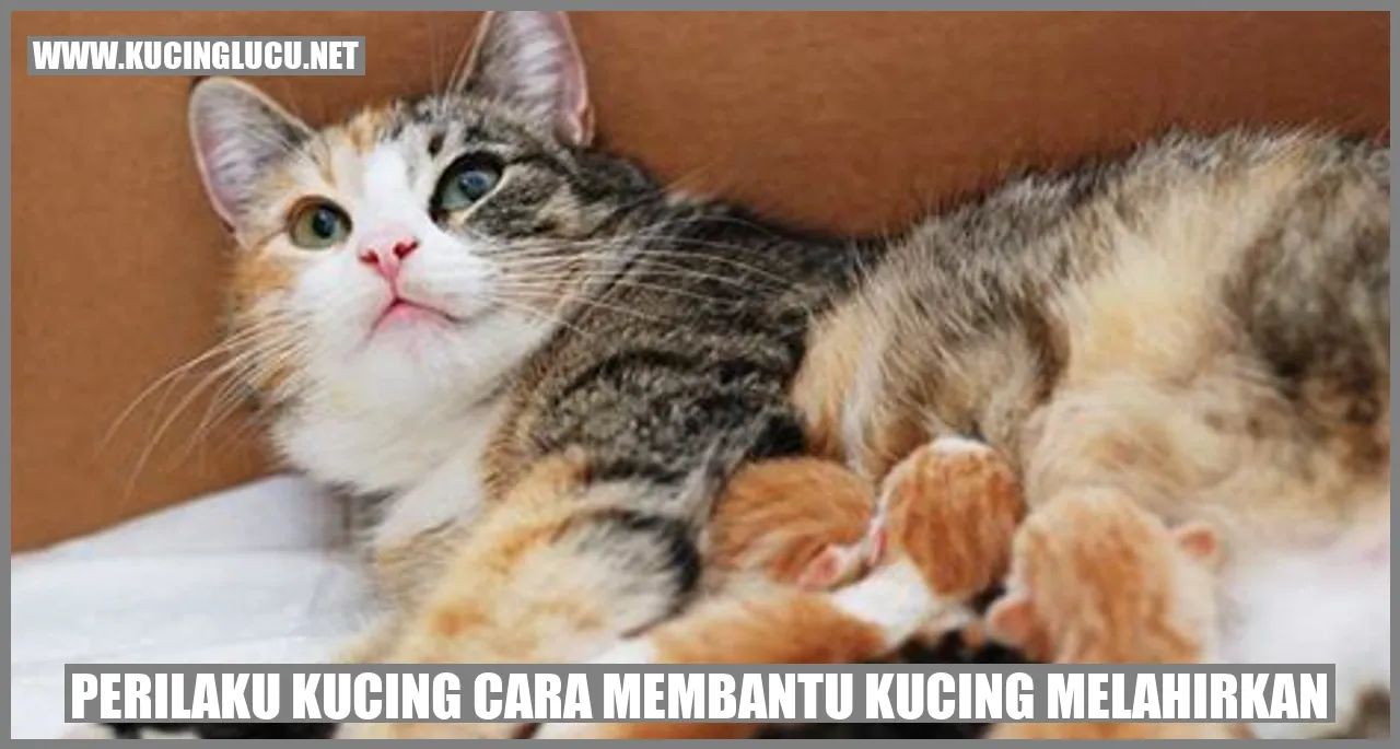 gambar kucing melahirkan