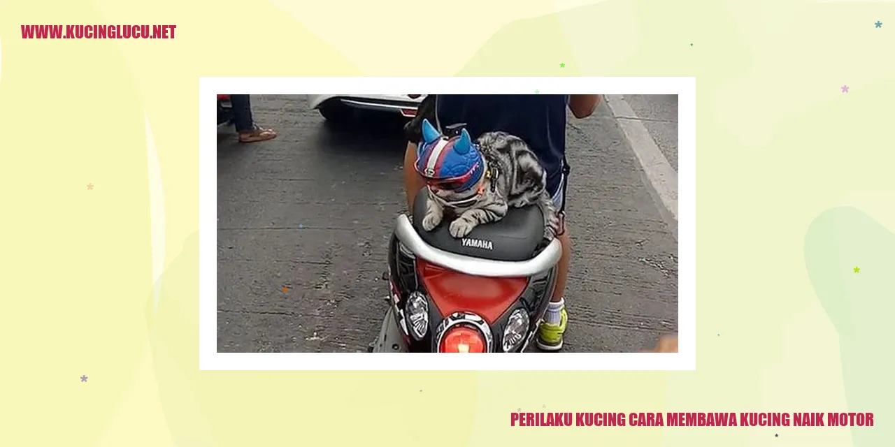 Perilaku Kucing saat Membawa Kucing Naik Motor