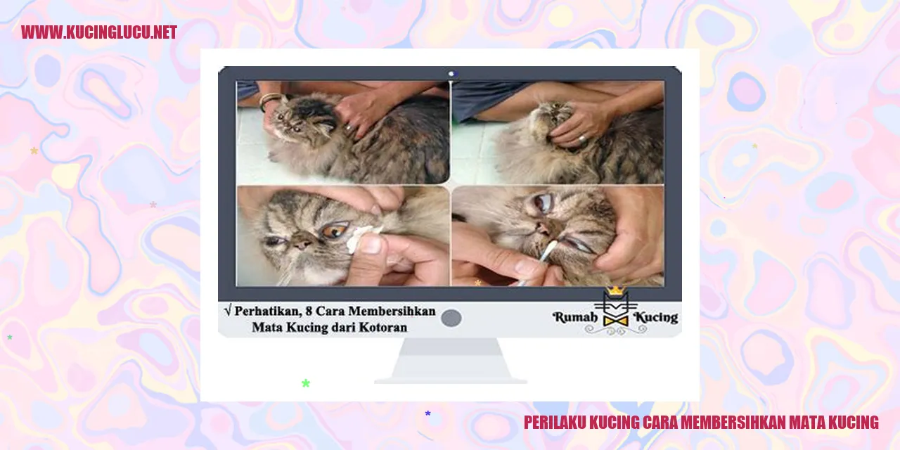 Kucing menjaga kebersihan matanya