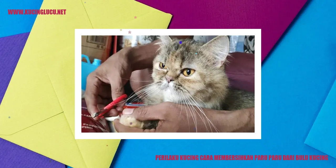 Kucing merawat bulu