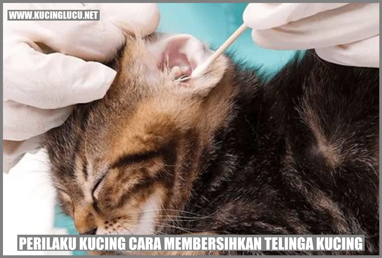 Kucing sedang merawat telinganya