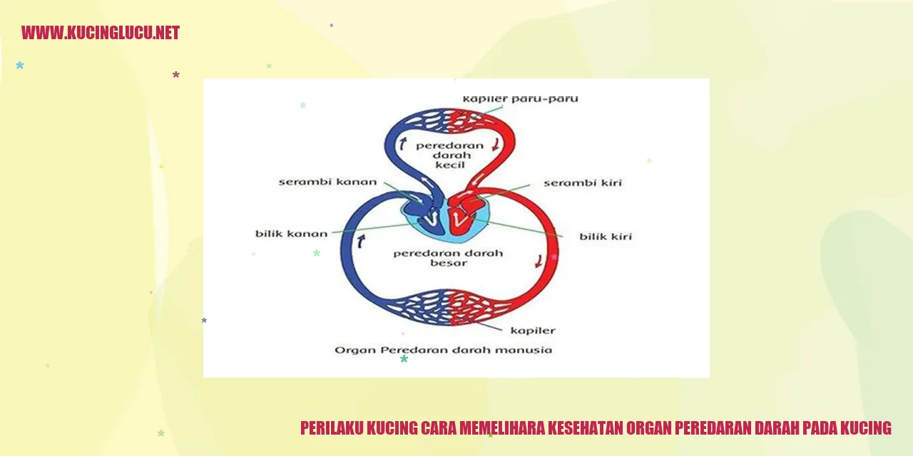 gambar kucing