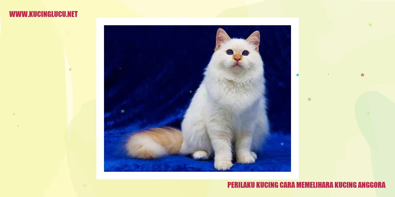 Kucing Anggora