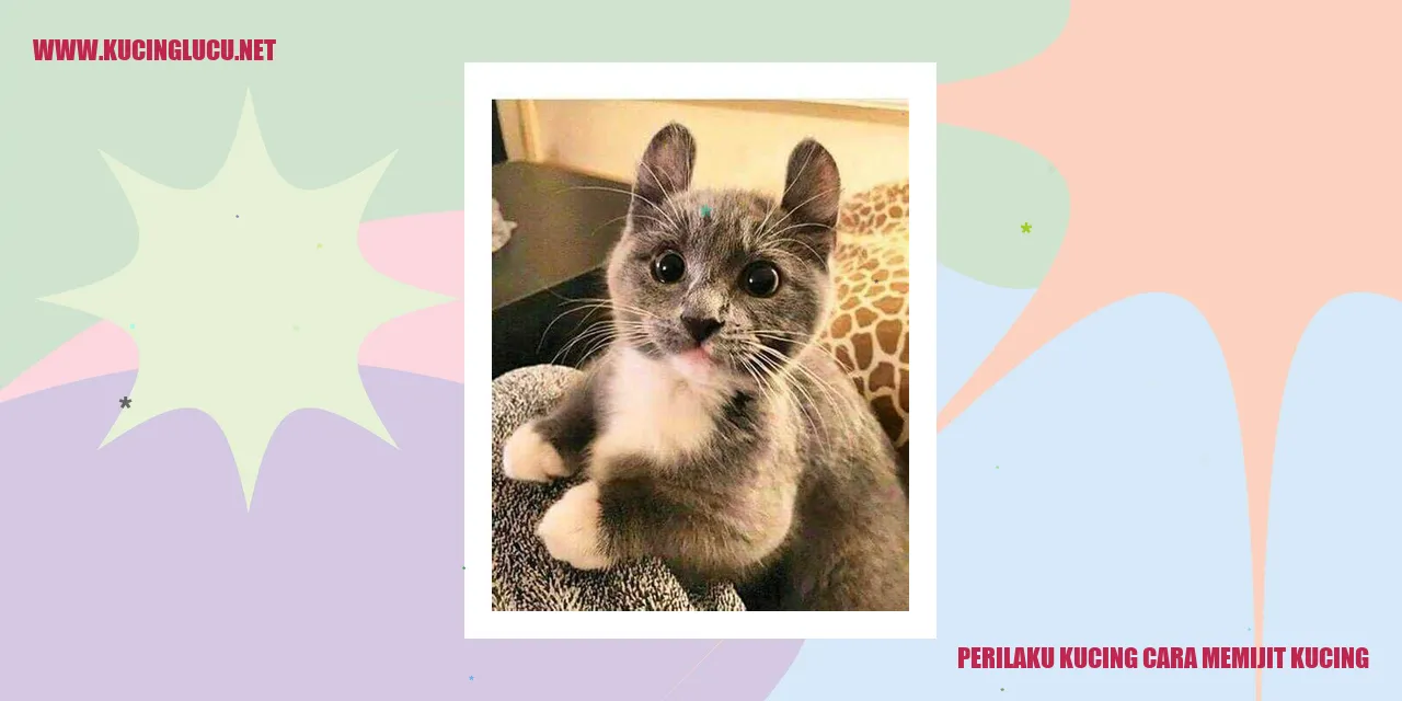 Perilaku Kucing cara memijit kucing