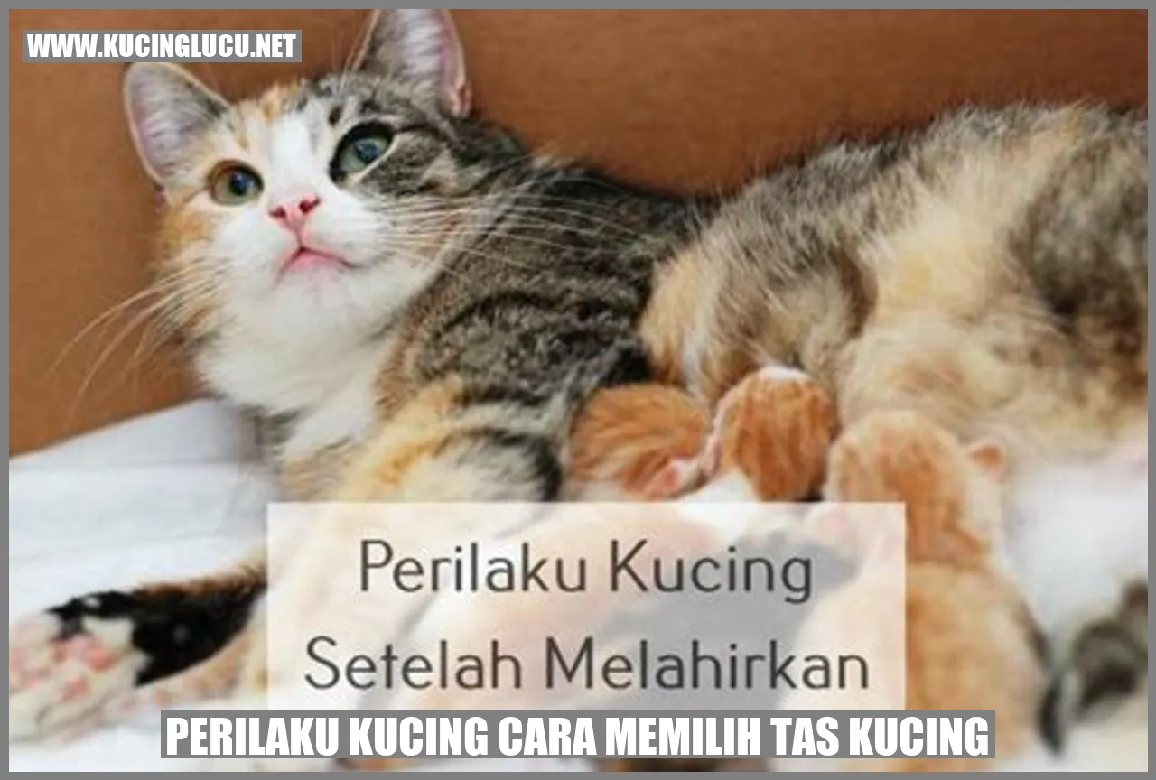 Kucing Memilih Tas Kucing