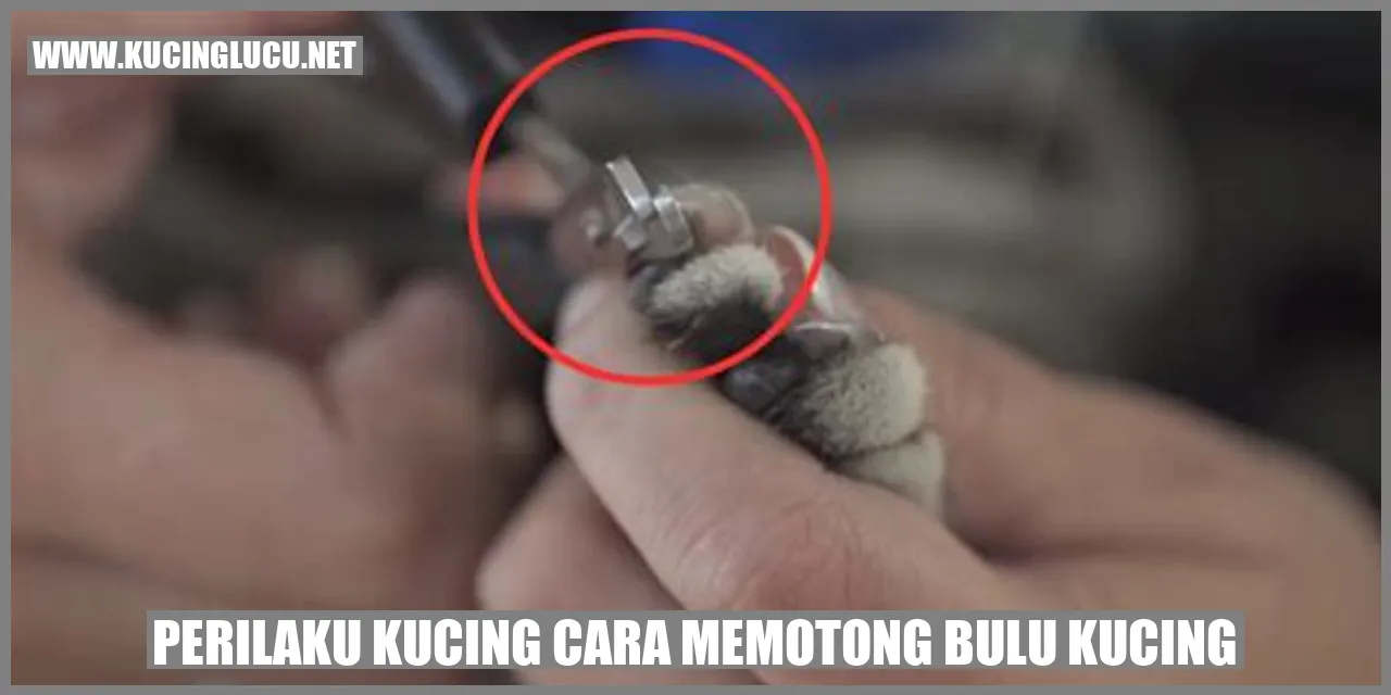 gambar kucing memotong bulu