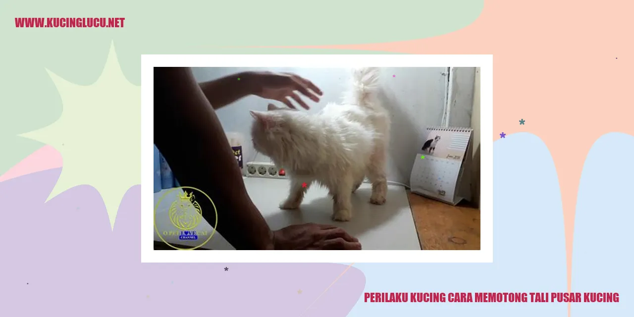Perilaku Kucing cara memotong tali pusar kucing
