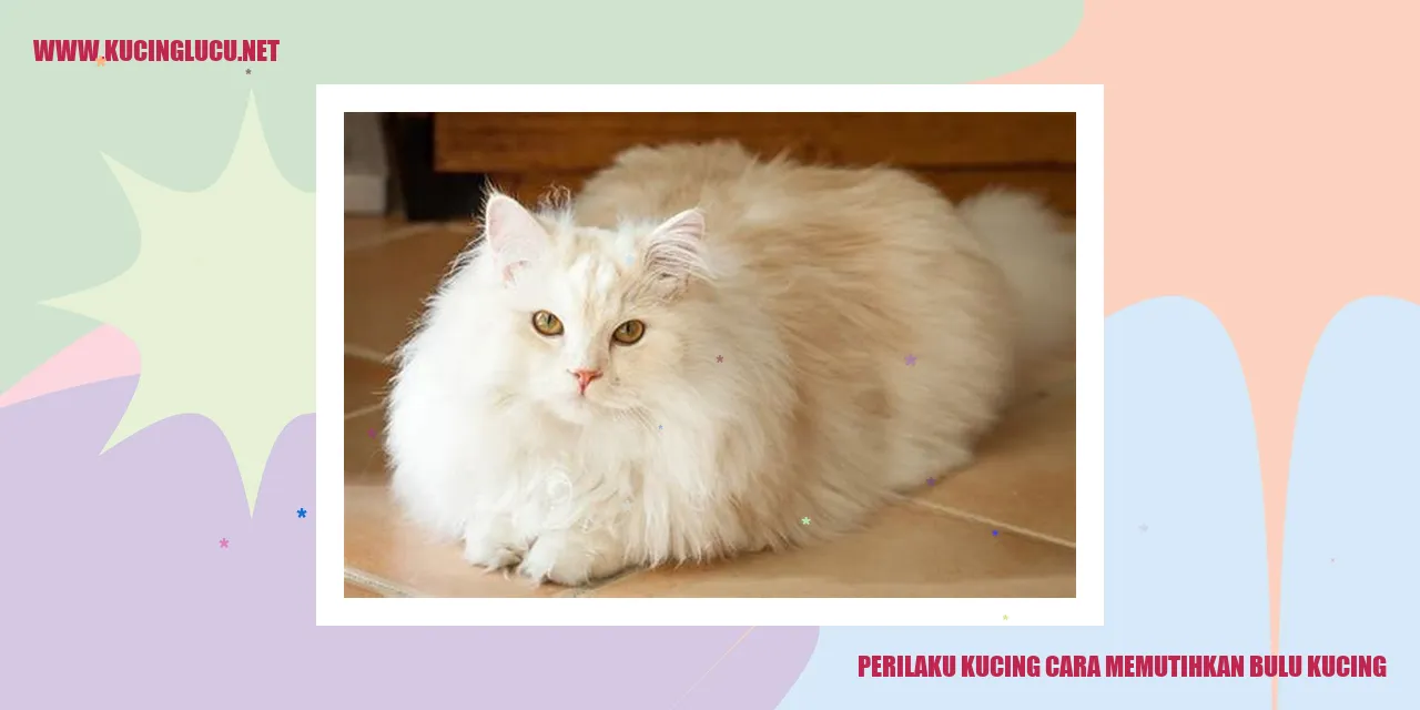 Kucing dengan bulu putih yang bersih