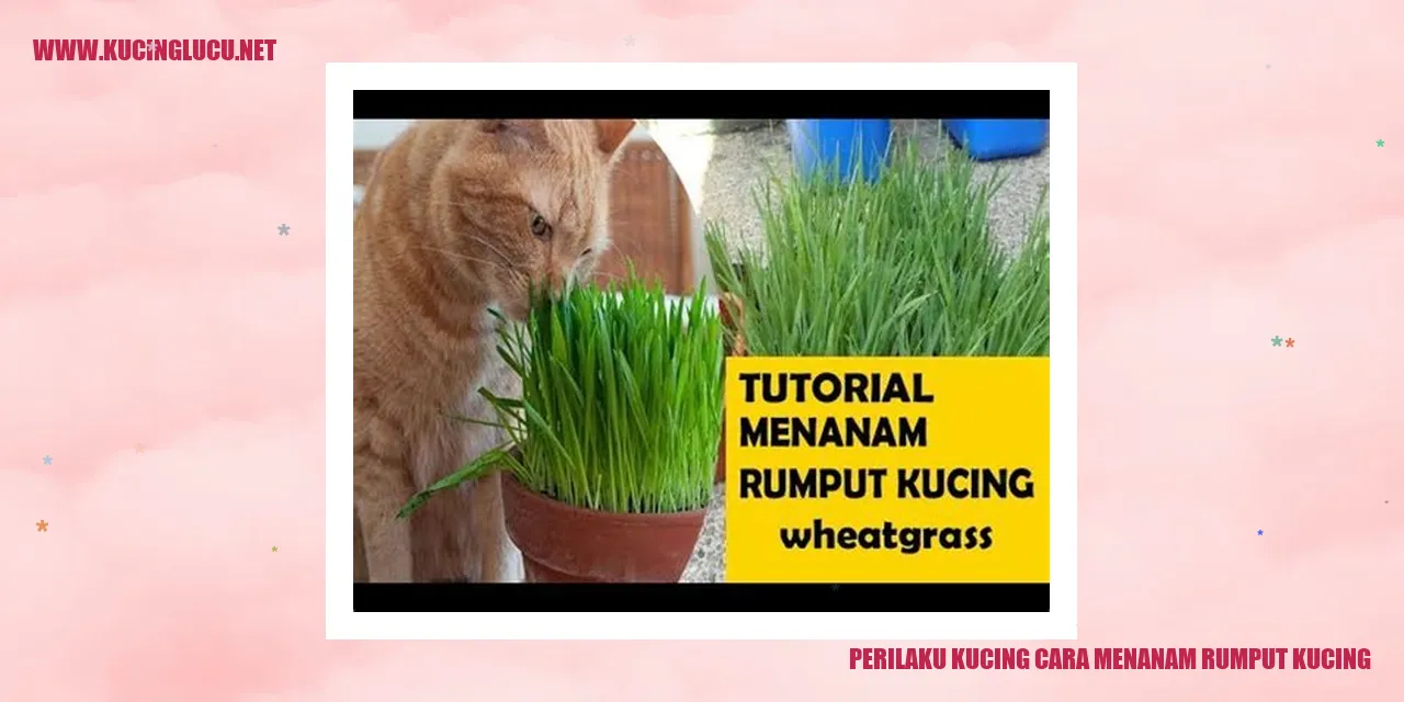 Gambar Kucing dengan Rumput Kucing yang Menarik