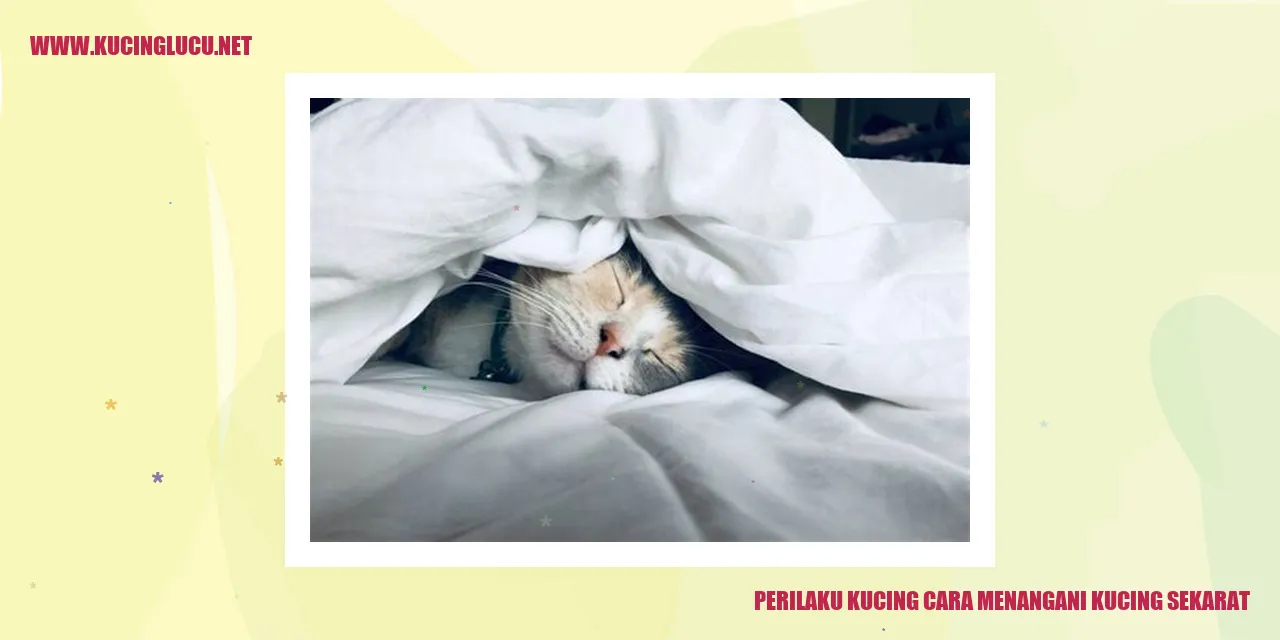 Perilaku Kucing cara menangani kucing sekarat
