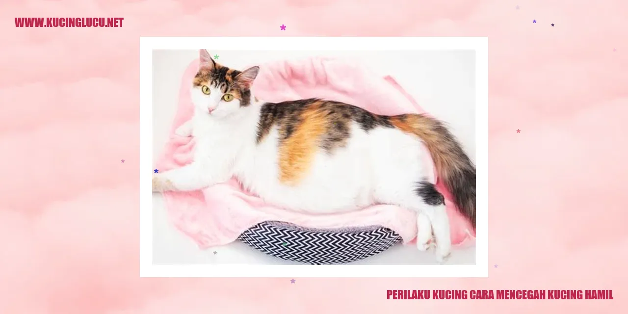 Perilaku Kucing dan Cara Mencegah Kucing Hamil