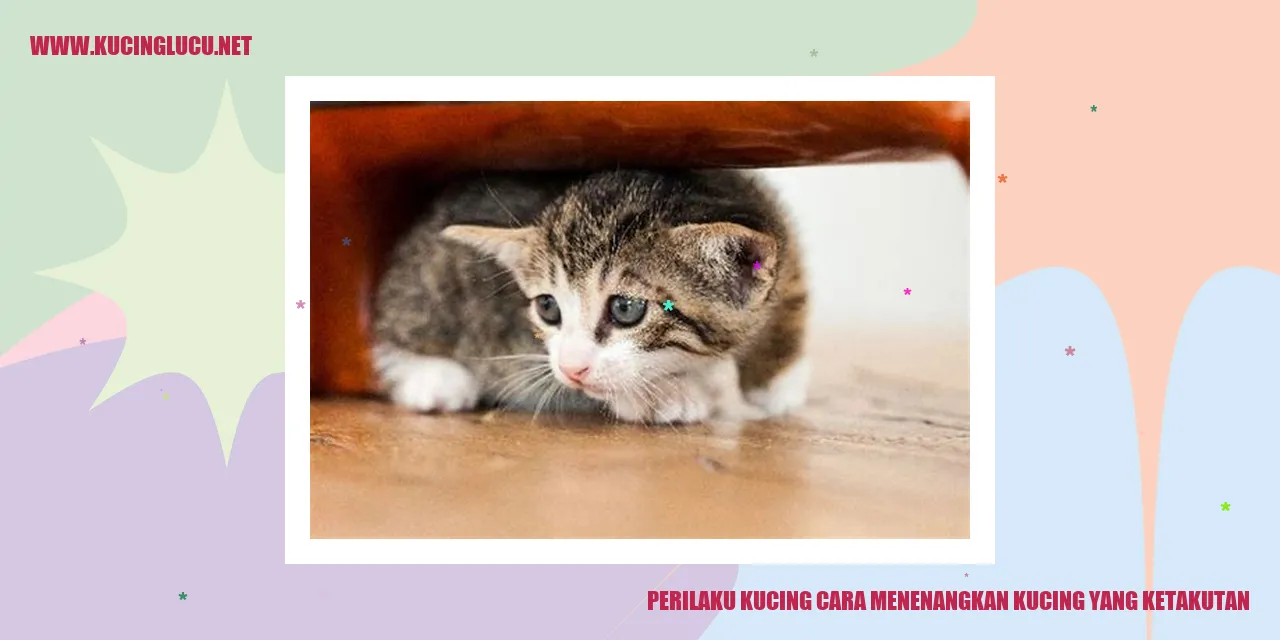 Gambar Kucing yang Ketakutan