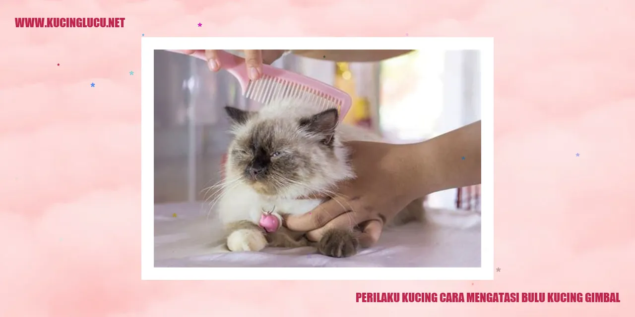 Kucing mengatasi bulu kucing gimbal