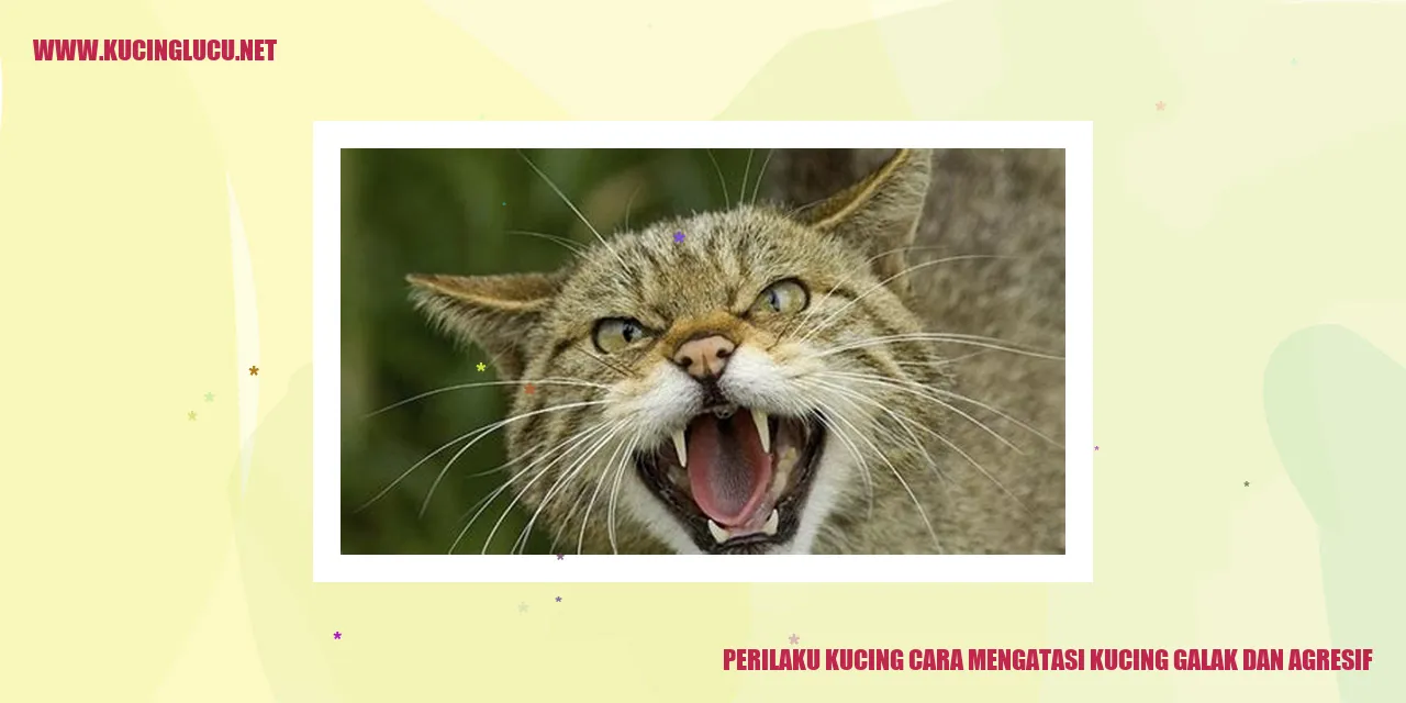 Kucing Galak dan Agresif