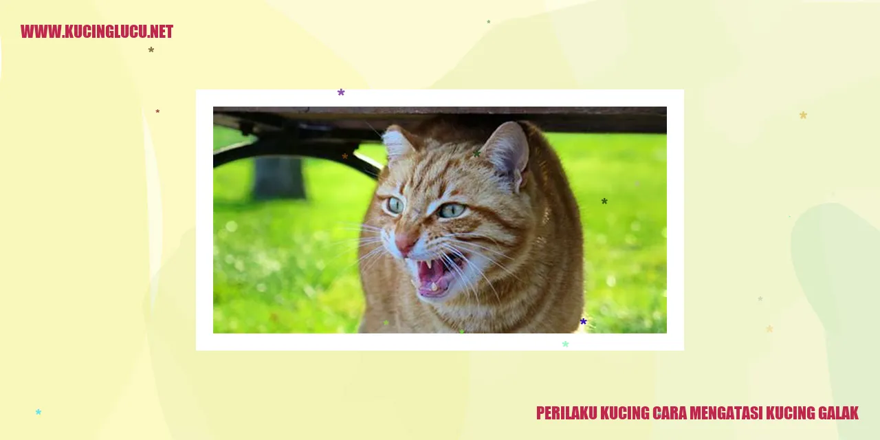 Foto Kucing