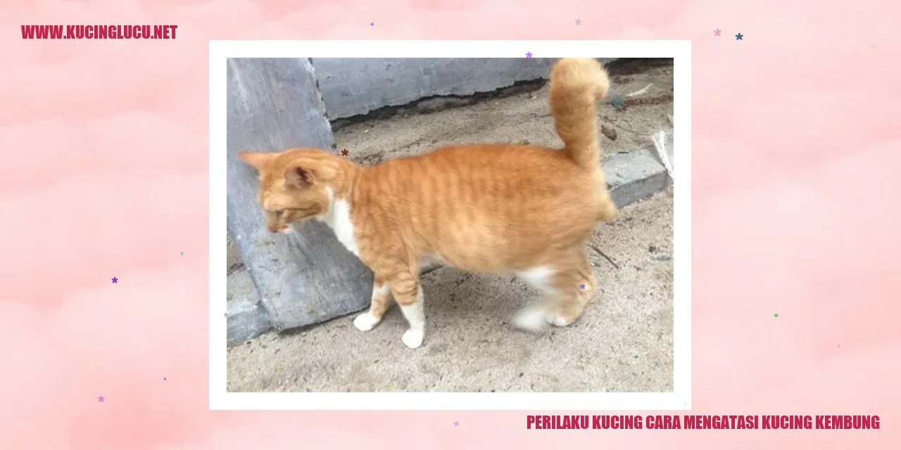 Kucing Kembung
