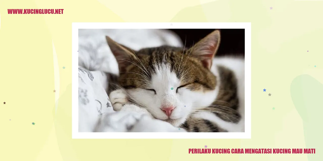 Perilaku Kucing Cara Mengatasi Kucing Mau Mati