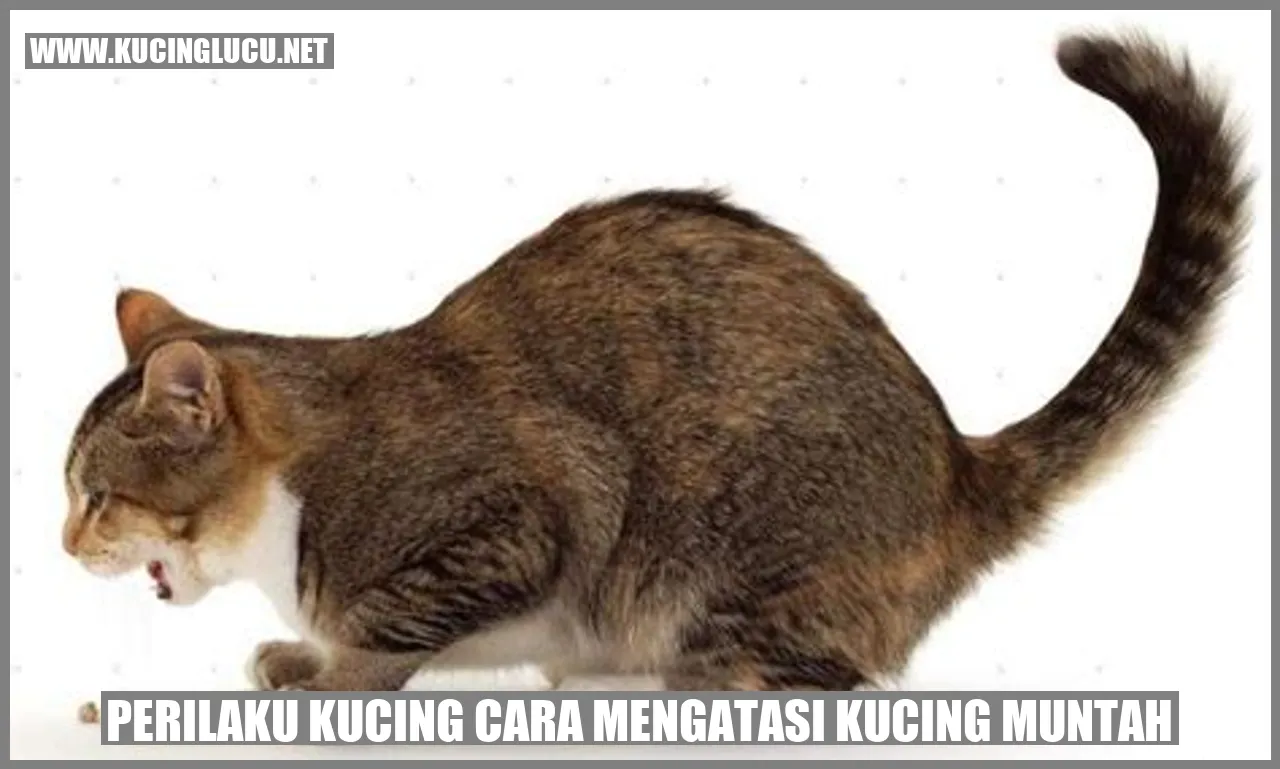 kucing muntah