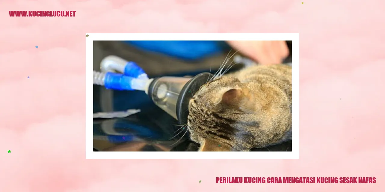 Perilaku Kucing cara mengatasi kucing sesak nafas