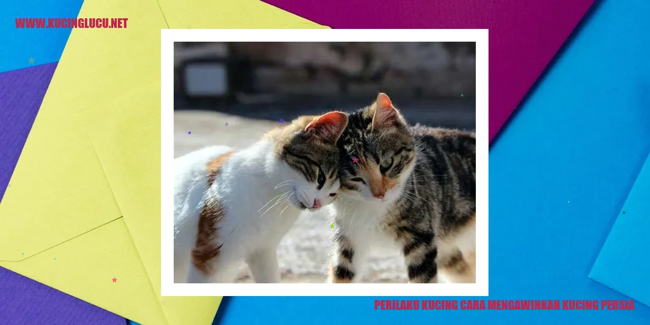Gambar Kucing Persia